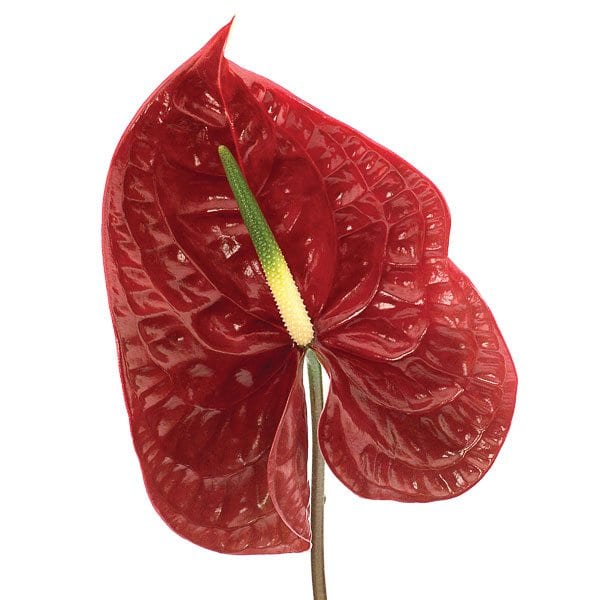 thumbnail image 2 of Live Anthurium Superbum Plant – Potted, Rare Exotic Foliage, USDA Certified, 18-30+ In 2 of 5