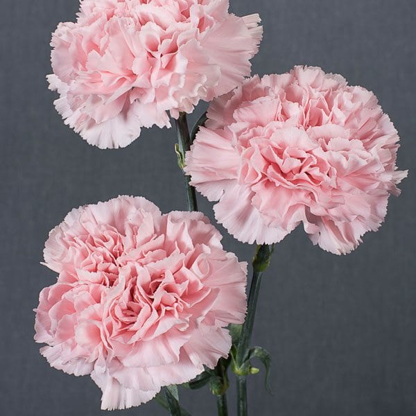 Carnation | About Flowers