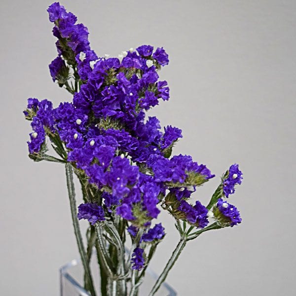 Flowers_Statice_purple