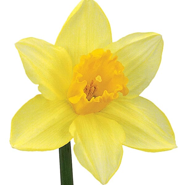 daffodil-yellow-carlton