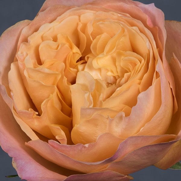 Rose closeup - Edith