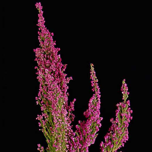 heather flower and plant