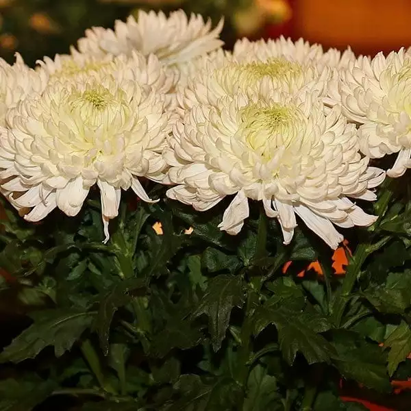 SAF OV 16 Best in Class - Chrysanthemum - Magnum Deliflor LatinAmerica