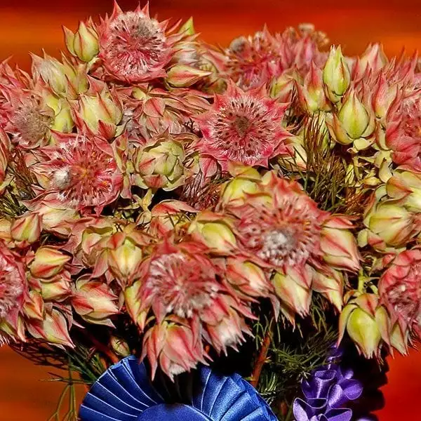 SAF OV 16 Best in Class - other cut flower - Serruria Serruria Blushing Resendiz Brothers Protea Growers