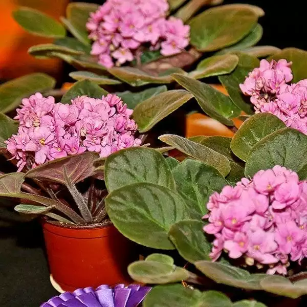 SAF OV 16 Best in Class - potted flowering plant - African Violet Ingrid Optimara Group