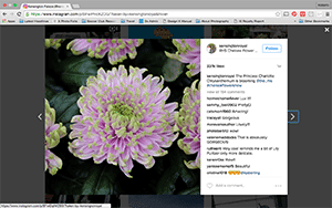 picture of chrysanthemum named after Princess Charlotte