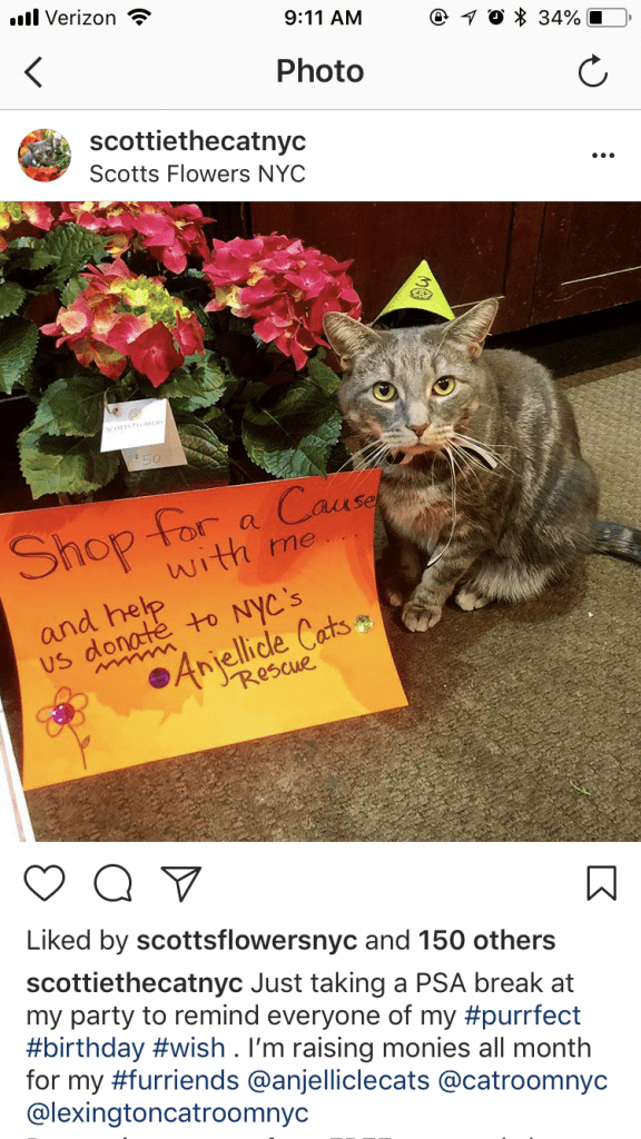 An adopted cat serves both as a flower shop mascot and the face of a cat adoption service.