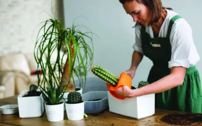 Create Care Sheets to Help New Plant Parents Succeed