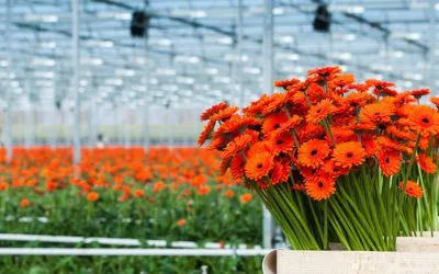 US Floriculture Industry Sees Jump in Sales
