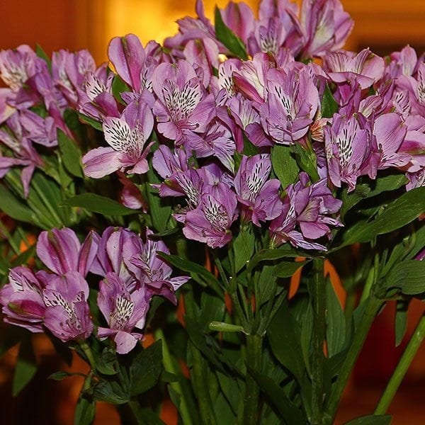 SAF OV 16 Best in Class - Alstroemeria Jewel Flores Funza