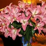 SAF OV 16 Best in Class - cutbulb - Oriental Lily Tabledance Green Valley Floral