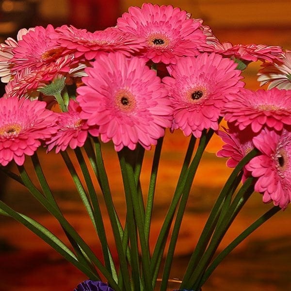 SAF OV 16 Best in Class - Gerbera - Glamour Green Valley Floral