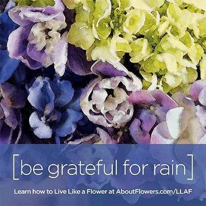 LIVE LIKE A FLOWER Facebook Graphic