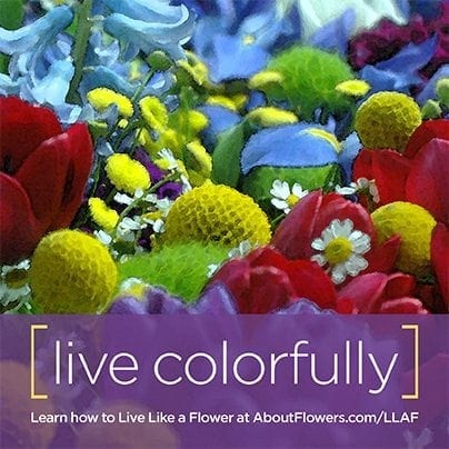 LIVE LIKE A FLOWER Facebook Graphic
