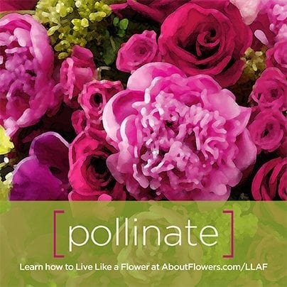 LIVE LIKE A FLOWER Facebook Graphic