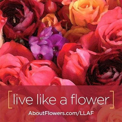 LIVE LIKE A FLOWER Facebook Graphic