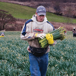 Flower stock image, grower in the field picking stems