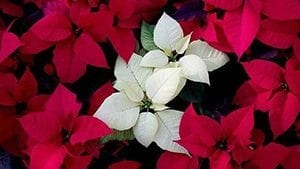 Beat the Big Boxes By Putting Your Poinsettias on a Pedestal