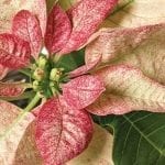 poinsettia slightly peach colored