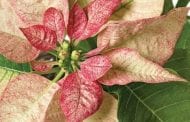 Poinsettia Care Tips