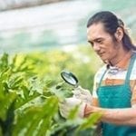 stock image man in greenhouse inspecting plants