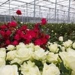 Stock image of Roses in a greenhouse