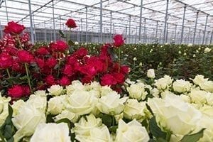 Stock image of Roses in a greenhouse