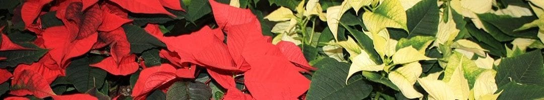 Give Poinsettia Flier and Brochure to Customers