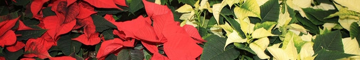 poinsettias