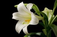 Remind Consumers (and Sales Staff) about Easter Lilies and Cats