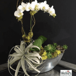 Bowl with White Orchids and Succulents for Mother's Day