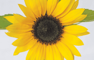 Give Customers a ‘Floral Vitamin’ Boost with Sunflowers