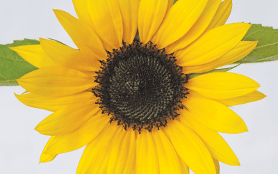 Give Customers a ‘Floral Vitamin’ Boost with Sunflowers