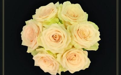 Rose Named for Beloved Floral Designer