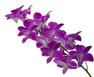 APHIS to Allow the Importation of Korean Orchid Plants