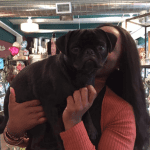 Long brown haired African American women holding a black pug.