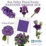 Sun Valley Floral Farms created a graphic highlighting the color selection