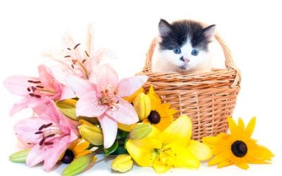 Get the Word Out: No Lilies for Cats