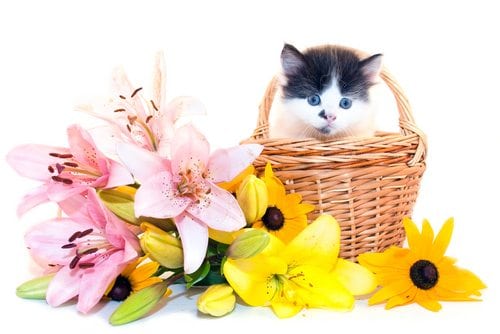 Get the Word Out: No Lilies for Cats