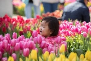 "People were tearing up, kids were in awe - some of the tulips were taller than they were," said Bill Prescott, Sun Valley's marketing and communications specialist. "So much of our job is about the business side, so it was wonderful for all of us just to see people feeling so much joy around our flowers."