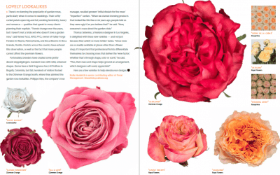 Lush, Untamed Roses to Delight Royal Admirers