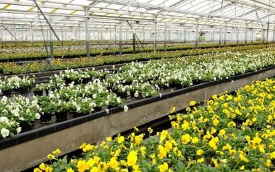 SAF Working to Protect Floral Innovation