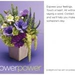 SAF_Marketing_Kit_2017_FlowerPower_Ad_5x4_V1.indd