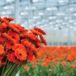 Ethylene can quickly shorten flower life and even destroy flowers