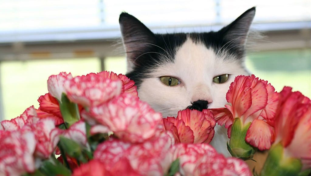 cat with carnations