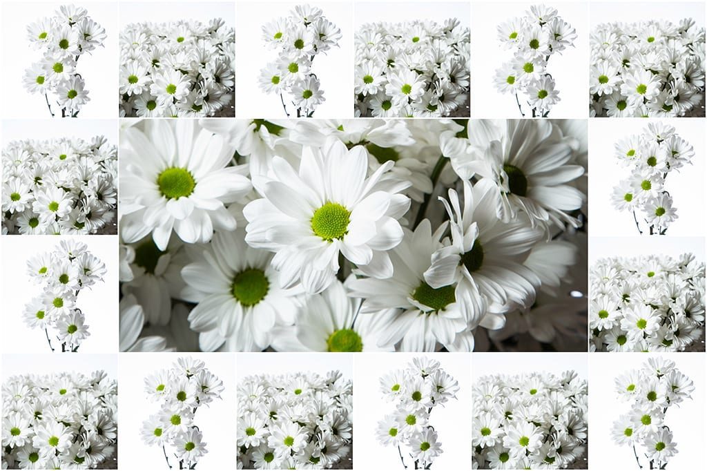professional photos of Alma winner floral entry at SAF outstanding varieties competition ‘Alma’, a bright white daisy spray mum from breeder Deliflor, won Best in Show last week in SAF’s Outstanding Varieties Competition.