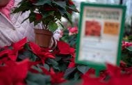 Print, Copy and Distribute Poinsettia Brochures and Fliers