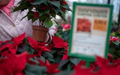 Print, Copy and Distribute Poinsettia Brochures and Fliers
