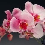 Sales of Westerlay Orchids’ Pink Diamond Orchid have helped raise more than $89,000 for the Breast Cancer Resource Center of Santa Barbara.
