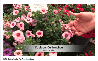 Breeders Show Off New Product at California Spring Trials
